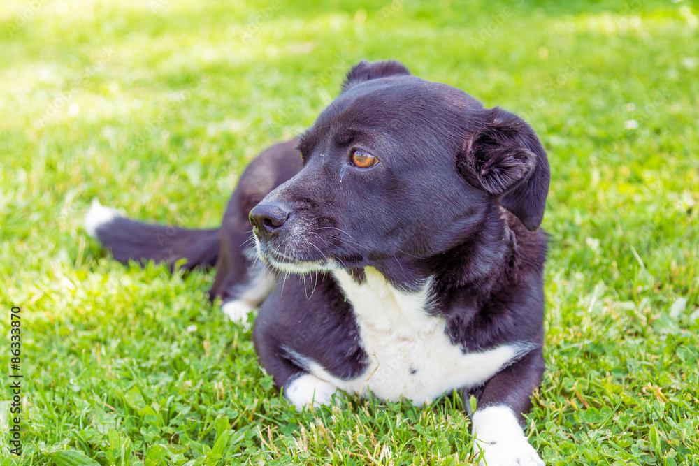 Mixed breed black and white dog at the age on the grass.