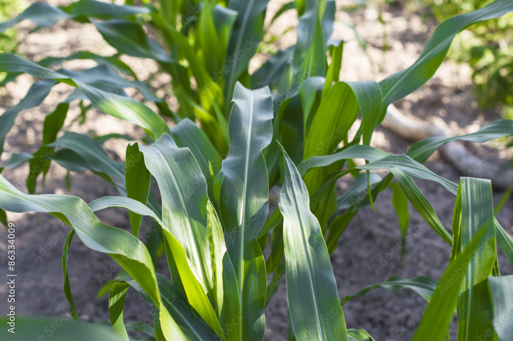 Obraz premium green leaves corn field
