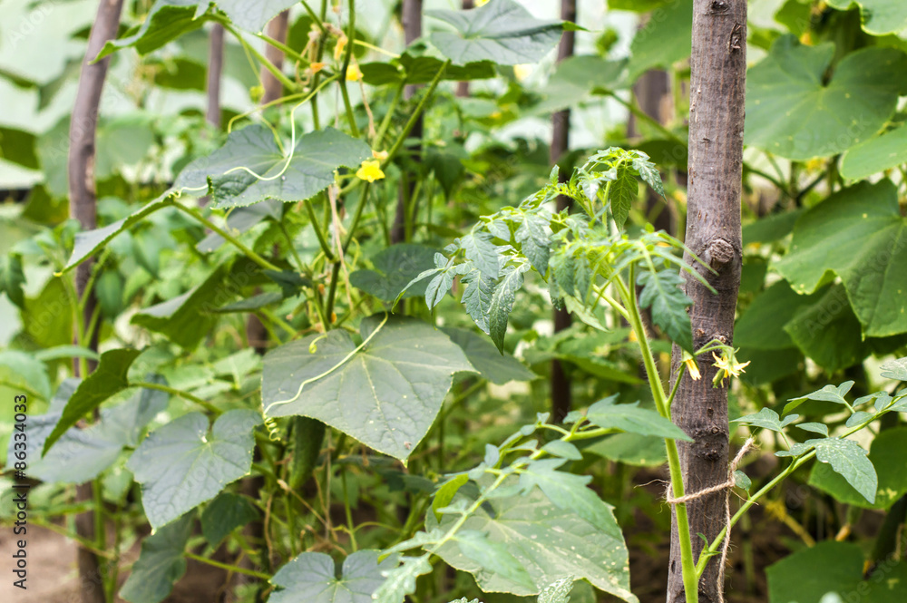 Fototapeta premium Growing of cucumbers in a greenhouse