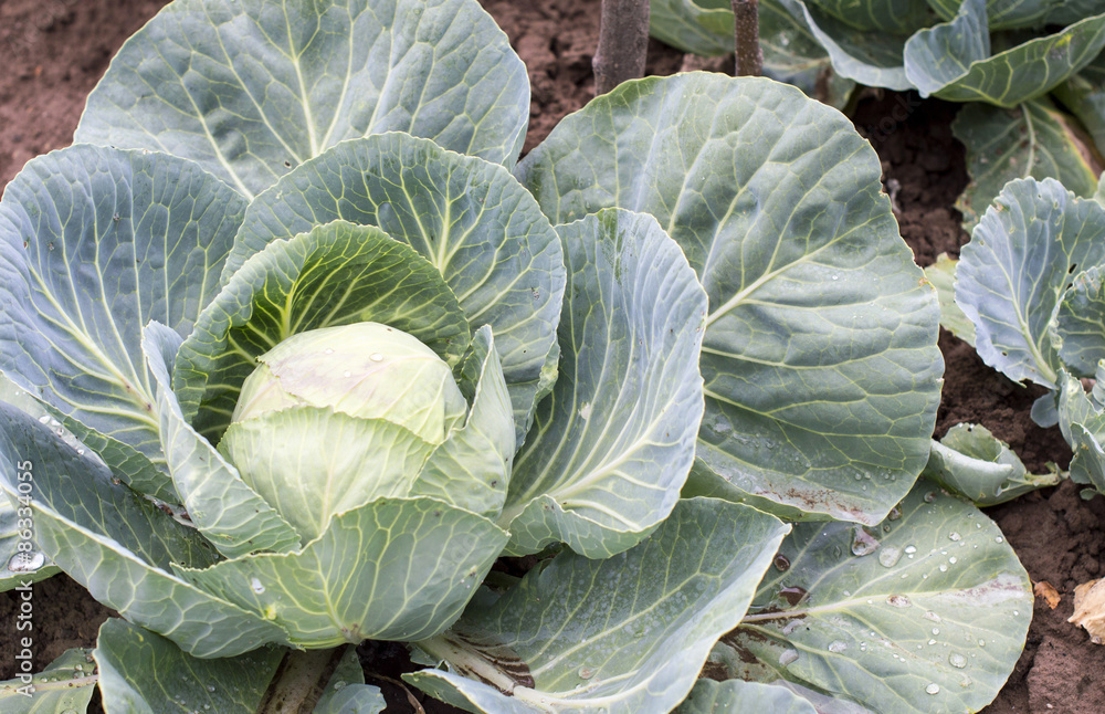 Green cabbage on the ground Green cabbage on the ground