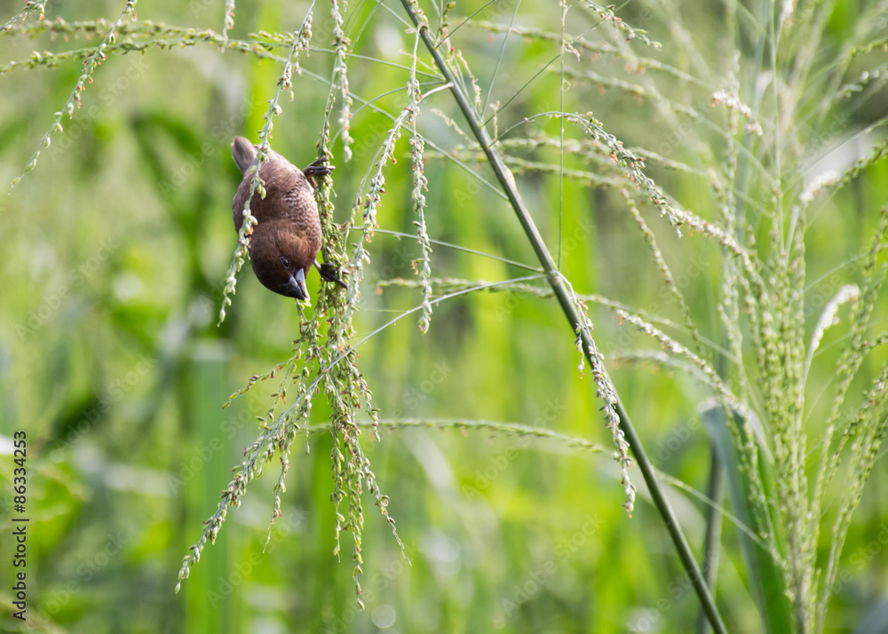 Obraz premium A weaver bird in the field