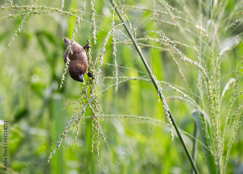 A weaver bird in the field