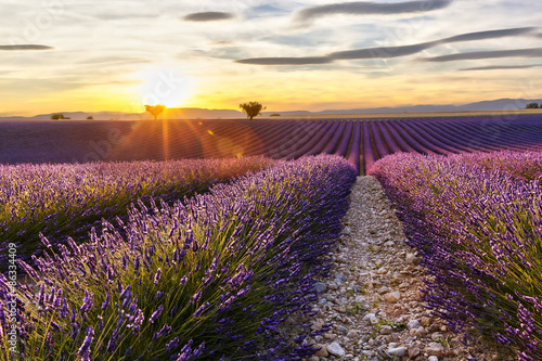 Fototapeta Naklejka Na Ścianę i Meble -  Sunset on a lavender field with two trees