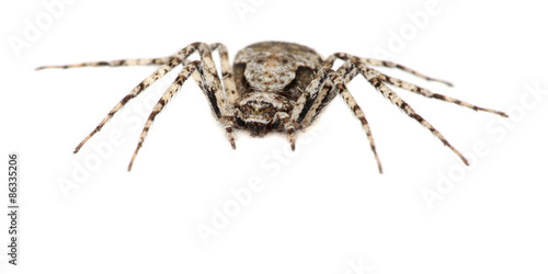 Grey spider isolated on a white background. Macro.