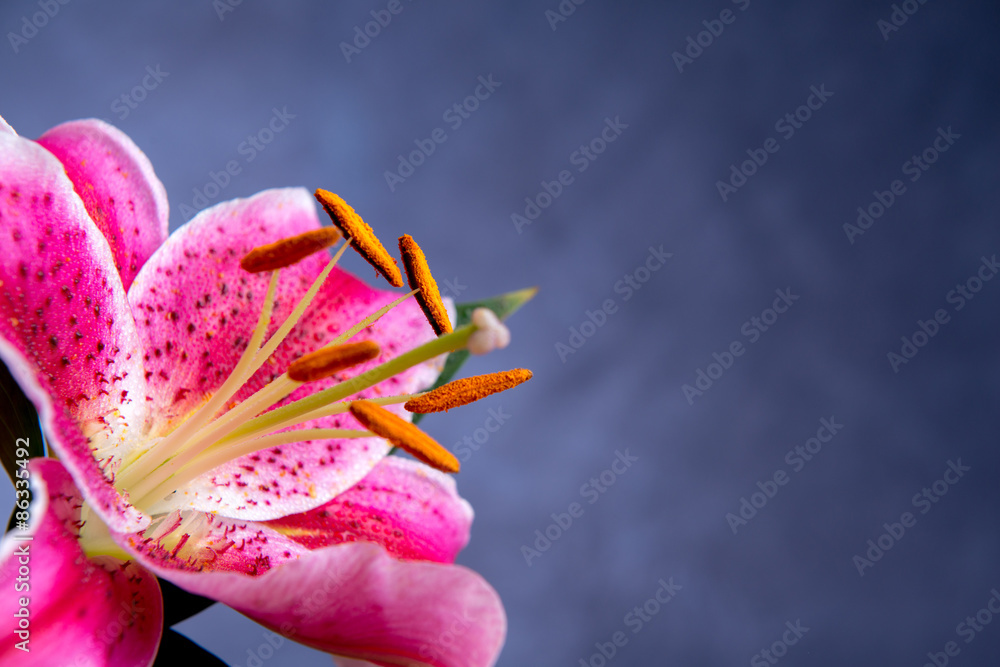 pink lilly blossom - obrazy, fototapety, plakaty 