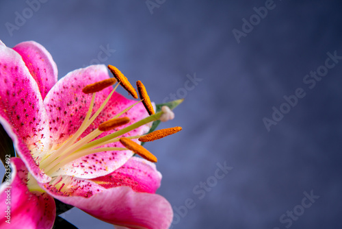 Fototapeta Naklejka Na Ścianę i Meble -  pink lilly blossom