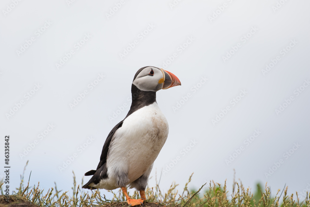 Atlantic puffin