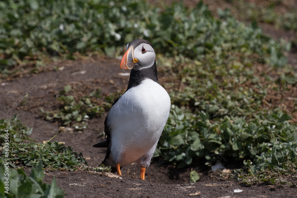 Atlantic puffin Atlantic puffin