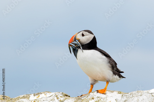 Atlantic puffin with a catch of sand eels