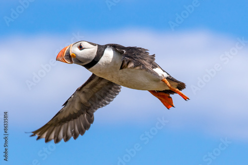 Obraz na plátně Atlantic puffin in flight