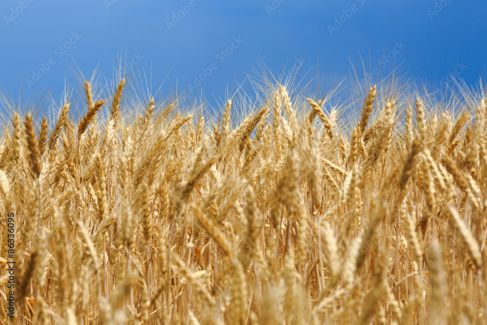 Fototapeta premium ears of wheat