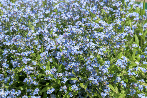 Forget-Me-Not Blue Flowers In Spring Closeup