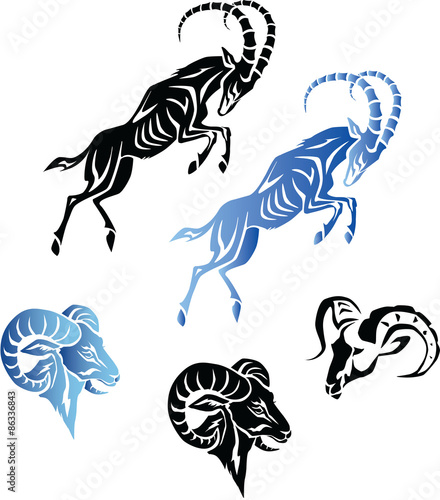 goat and sheep
