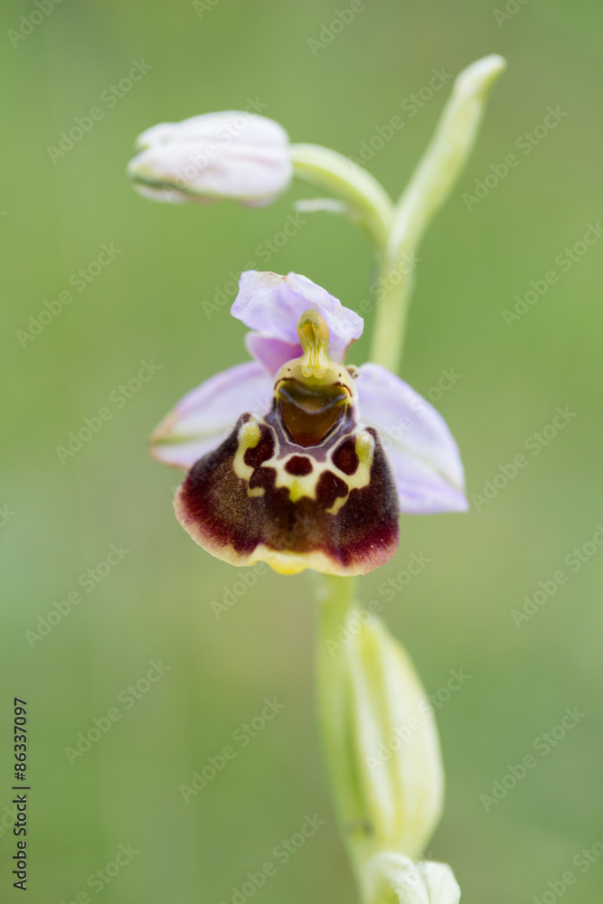 Hummel-Ragwurz (Ophrys holoserica) Stock Photo | Adobe Stock