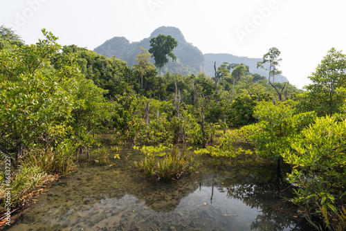 Mangrove trees in a peat swamp forest
