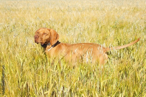 Hunting dog in the ripening grain. Hot summer day. Hungarian Pointer Viszla hunting. Electric dog collar. 