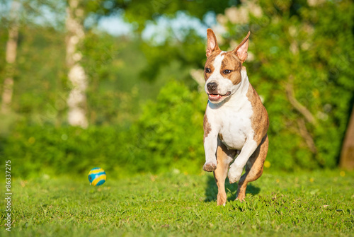 American staffordshire terrier dog playing with a ball 
