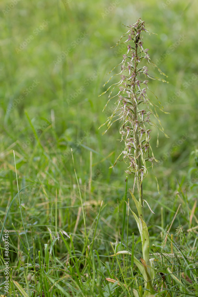 Bocks-Riemenzunge (Himantoglossum hircinum) Bocks-Riemenzunge (Himantoglossum hircinum)