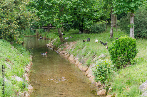 Family of ducks in the creek.