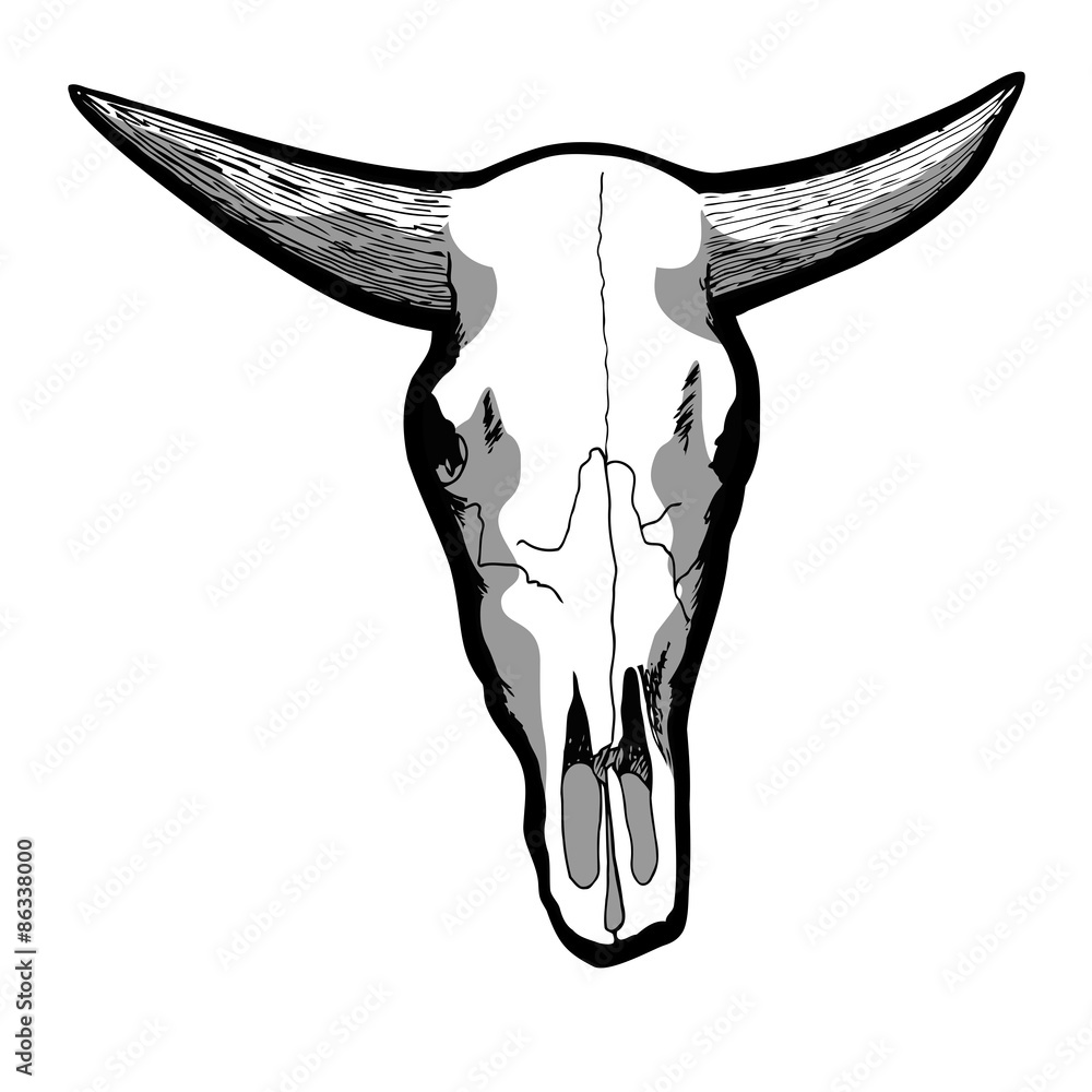Cow Skull