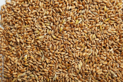 Wheat grains background, close up