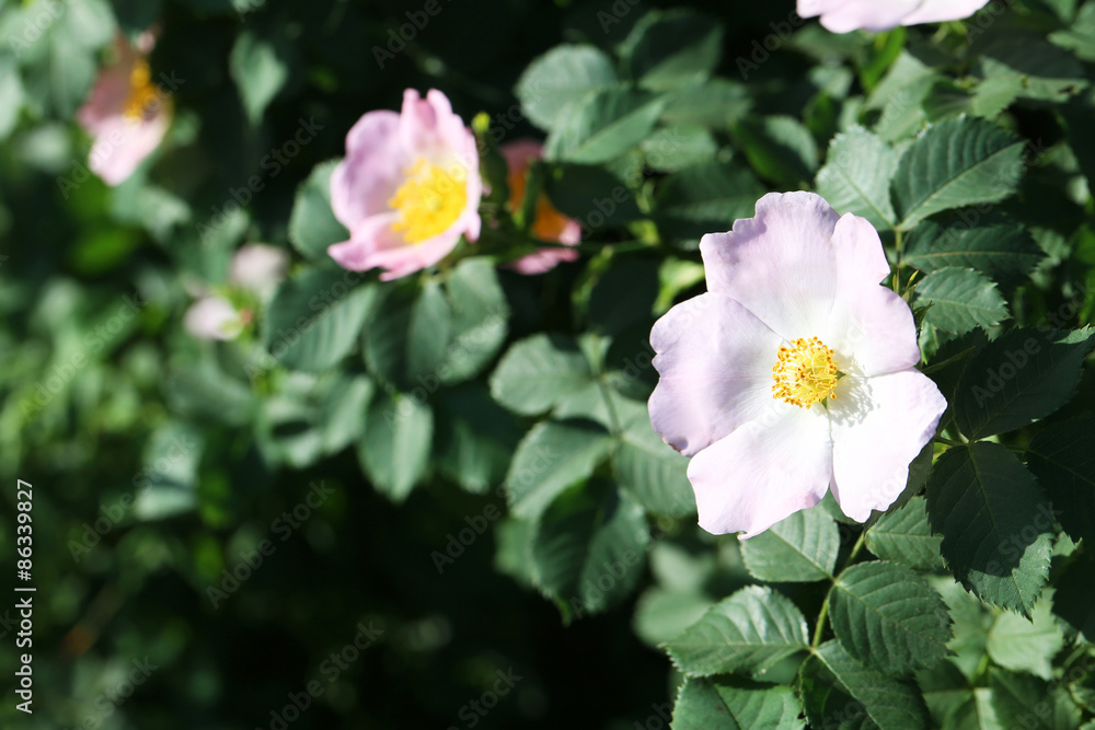 Beautiful spring flowers in the garden Beautiful spring flowers in the garden