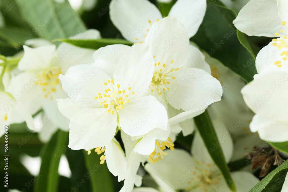 Obraz premium White flowers of jasmine background