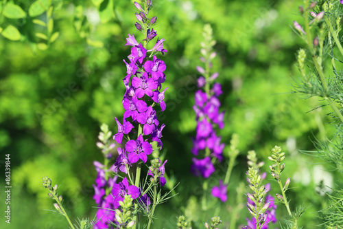 Beautiful spring flowers in the garden