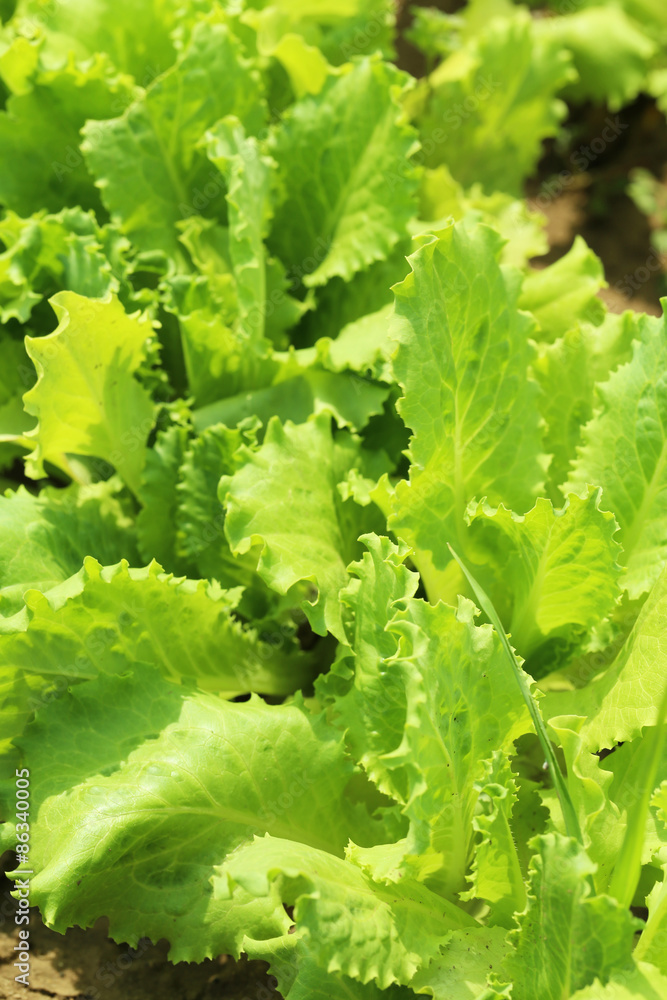 Green salad in the garden Green salad in the garden