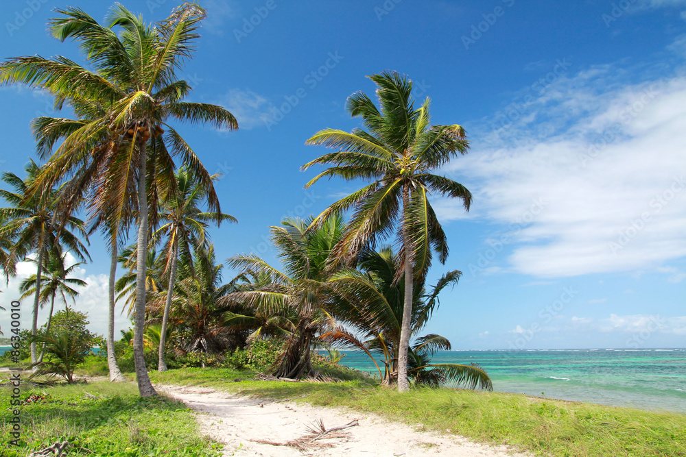 Coconut palms  on caribben beach