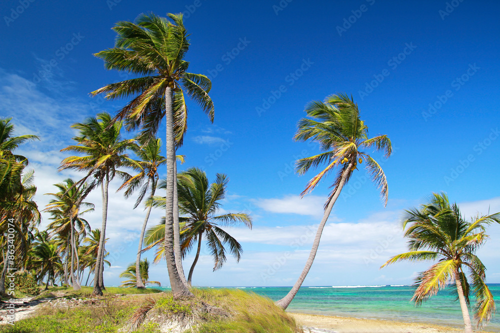 Palms on tropical beach