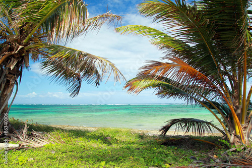 Beautiful palms on caribbean beach