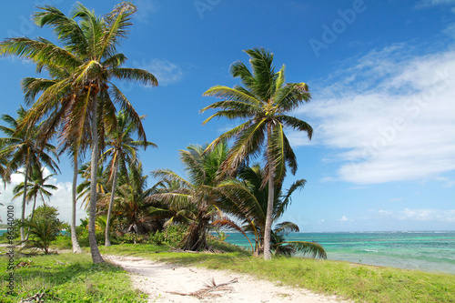 Coconut palms  on caribben beach © photopixel