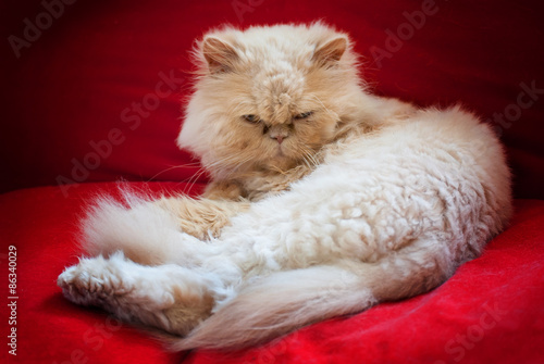 Lying Persian Cat on Sofa