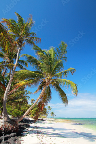Fototapeta Naklejka Na Ścianę i Meble -  Beautiful palm on Atlantic ocean