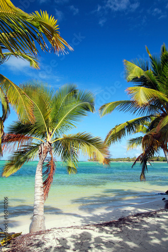 Fototapeta Naklejka Na Ścianę i Meble -  Palms on caribbean sea beach