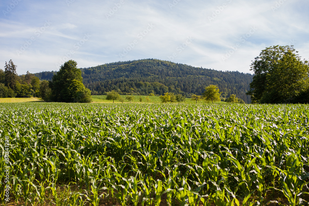 Rows and Rows of fresh growing corn field and mountains in background and blue skies