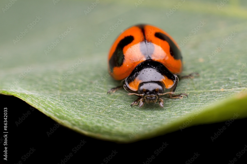 Fototapeta premium Ladybug on green leaf
