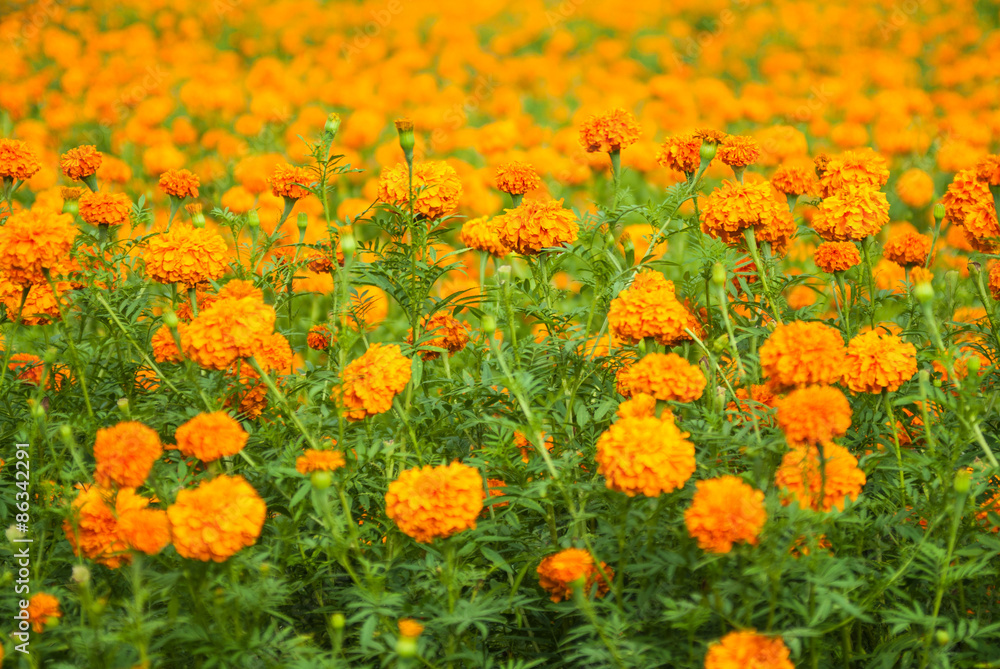 orange field in Chang Mai, Thailand