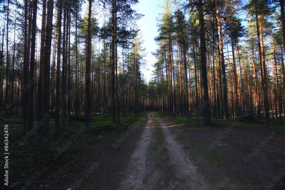 Fototapeta premium forest landscape in summer europe pine