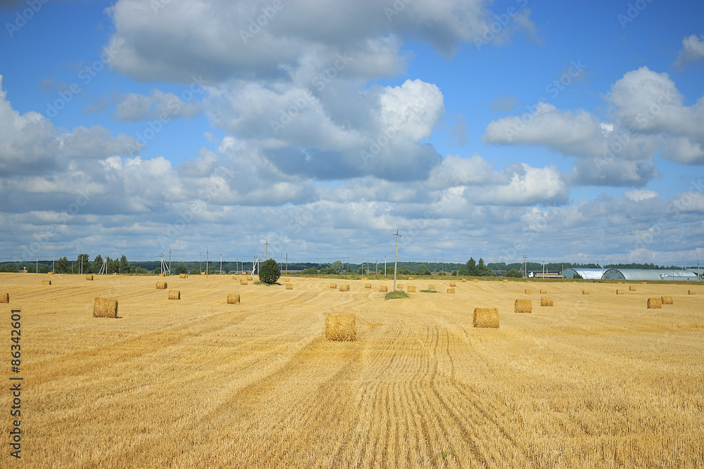 field landscape Indian summer grain harvest expanse field landscape Indian summer grain harvest expanse