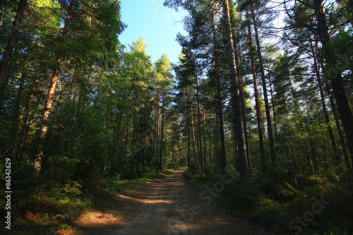 forest landscape in summer europe pine