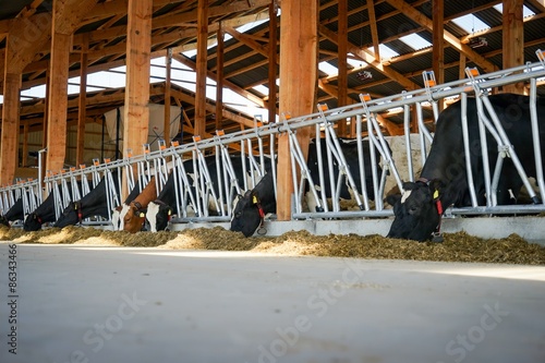 Kühe fressen Maissilage in einem neuen,modernen Kuhstall photo