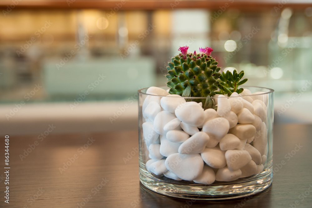 Miniature cactus succulent plant. Selective focus Miniature cactus succulent plant. Selective focus