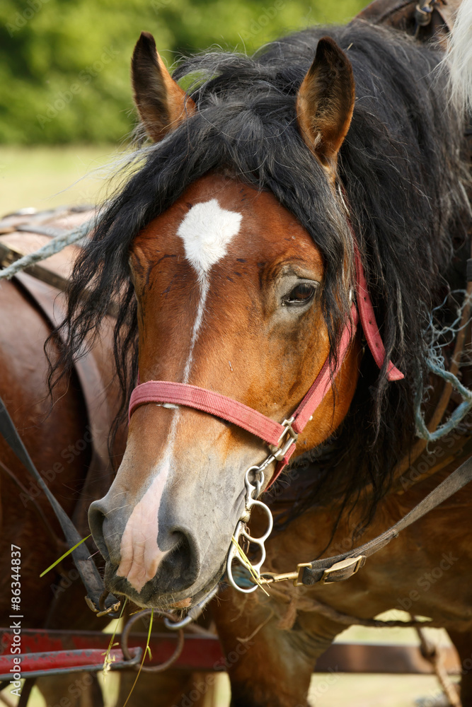 Obraz premium Arbeitspferd