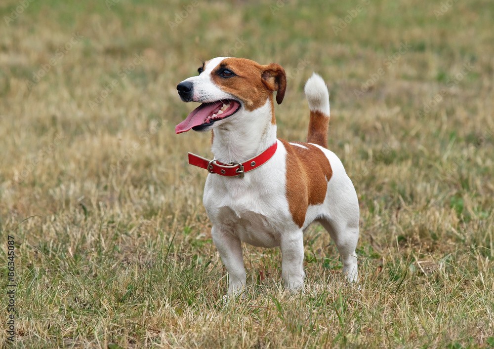 Jack Russell terrier standing on lawn