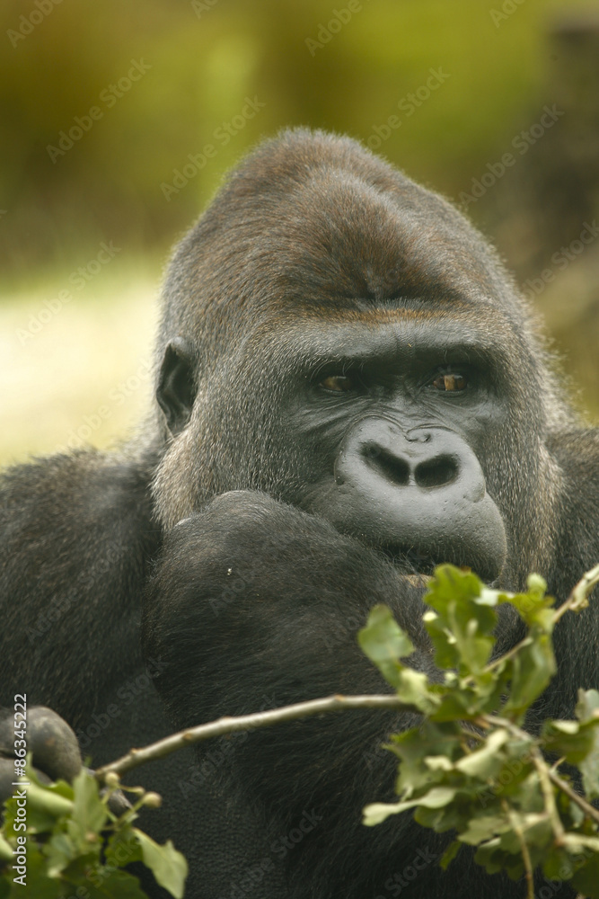 Obraz premium Gorilla eet bladeren.
