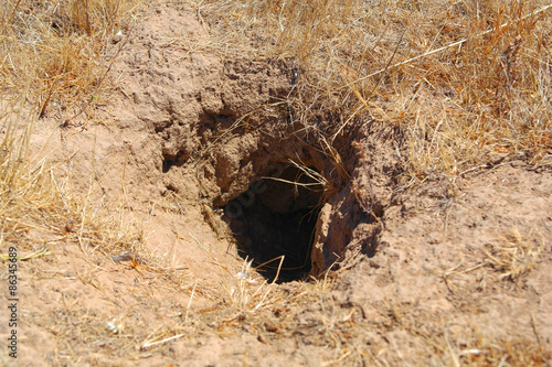 A hole in the ground - home for a wild animal