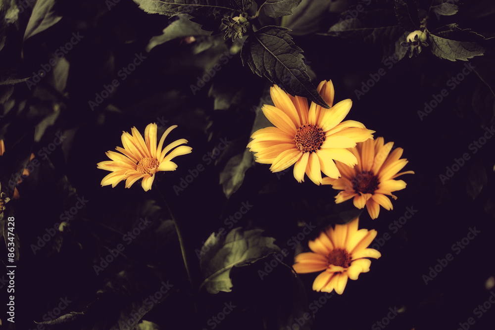 Beautiful yellow flowers on dark background. Beautiful yellow flowers on dark background.