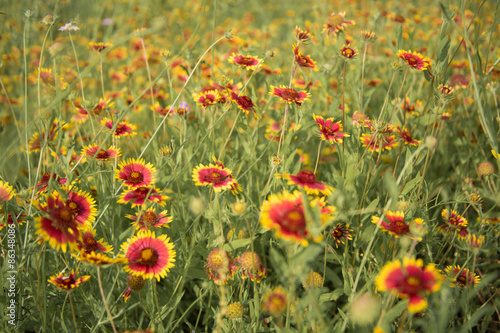 Bright cheerful pinwheel wildflowers growing in a field. 